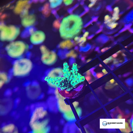 Laura’s Purple Polyp Acropora