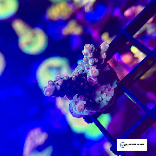 Twisted Sister Acropora 2