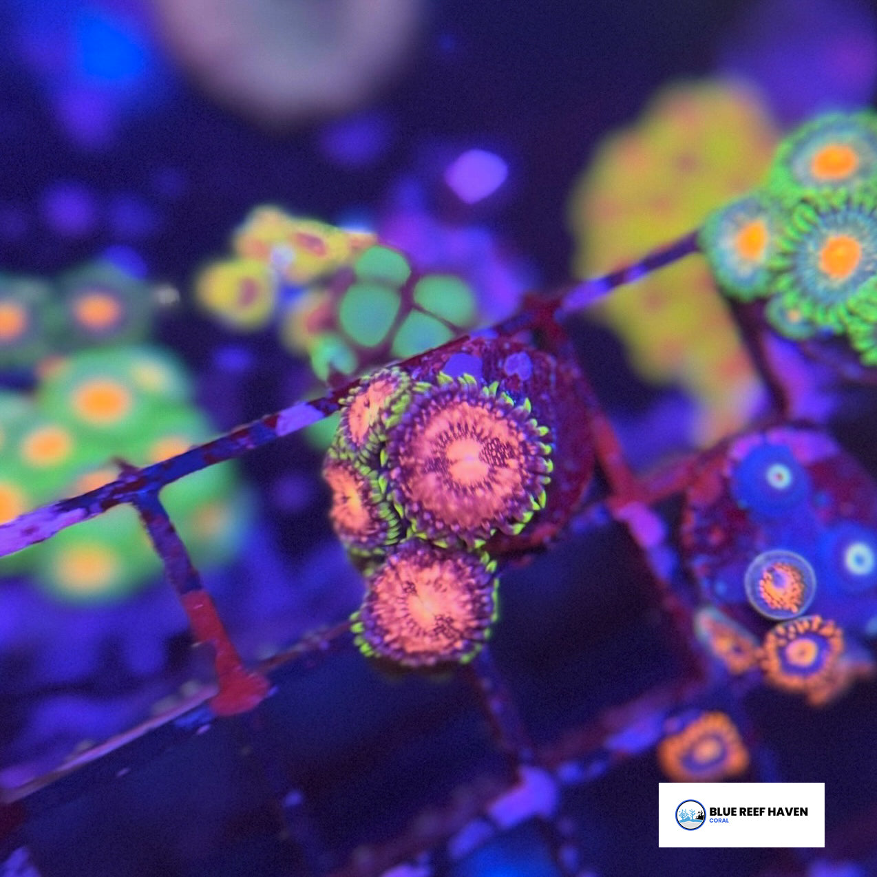 Space Chaos Zoanthids 2