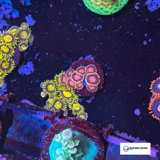 Sunburst Zoanthids