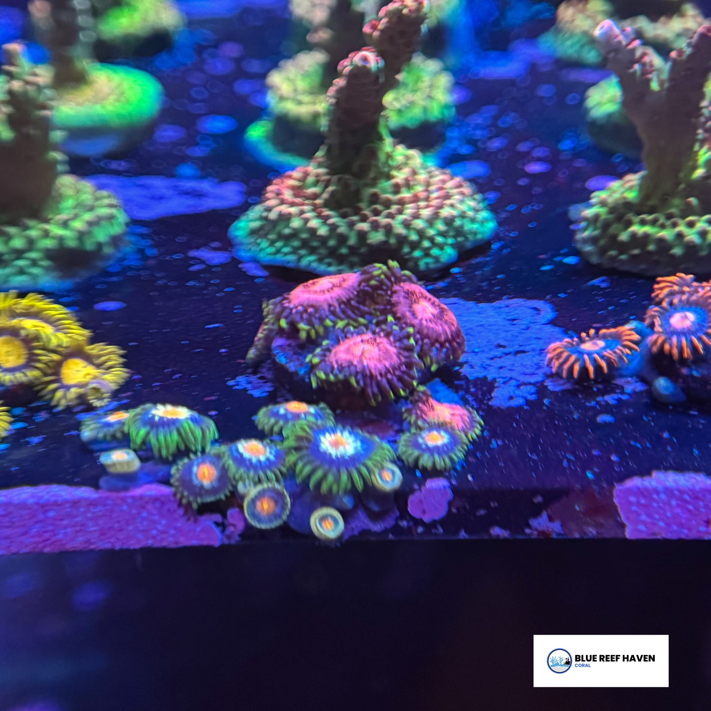 Space Chaos Zoanthids