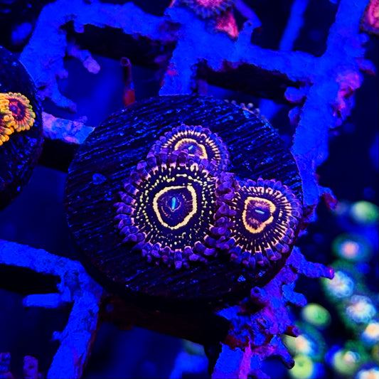 Stratosphere Zoanthids