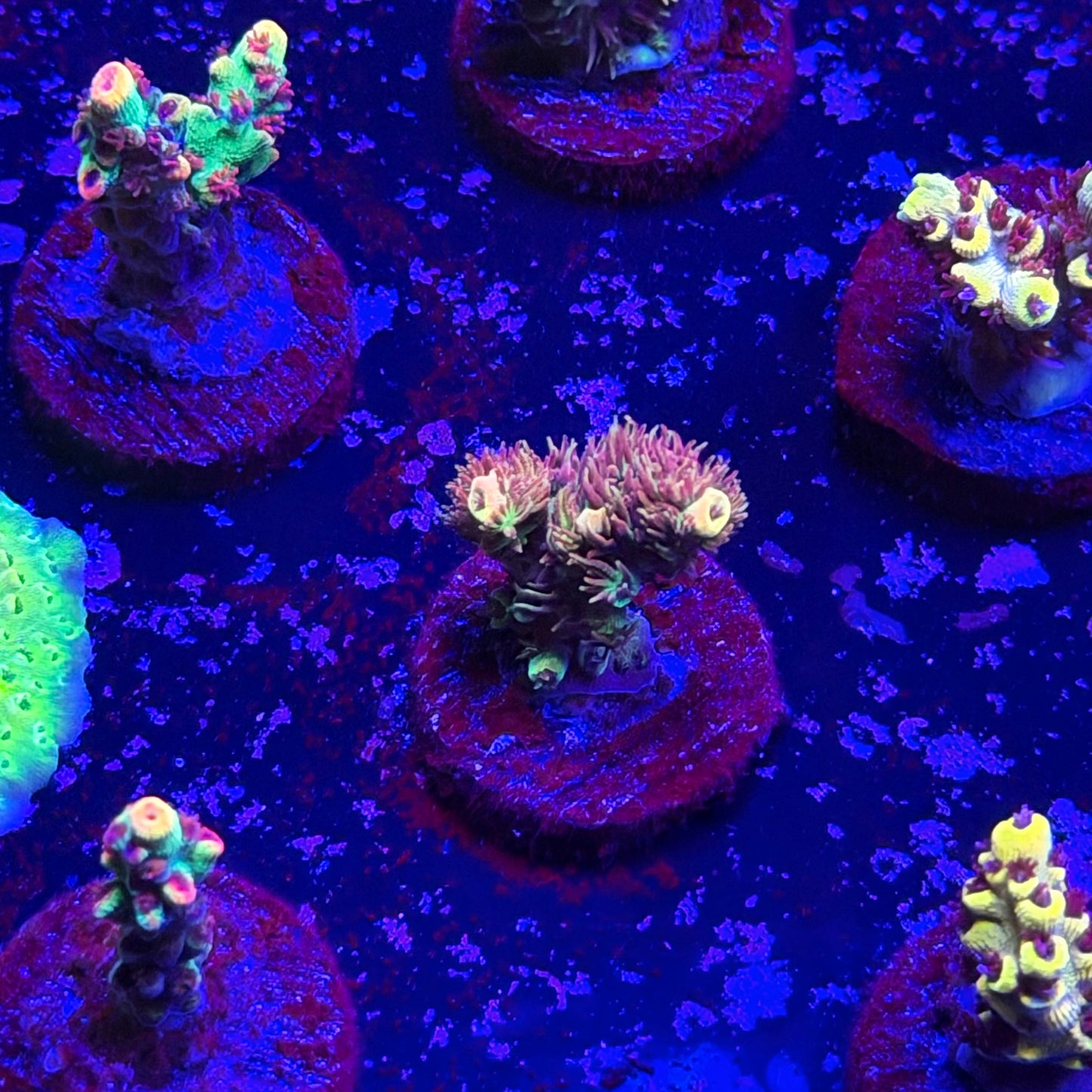 Carolina Reaper Acropora