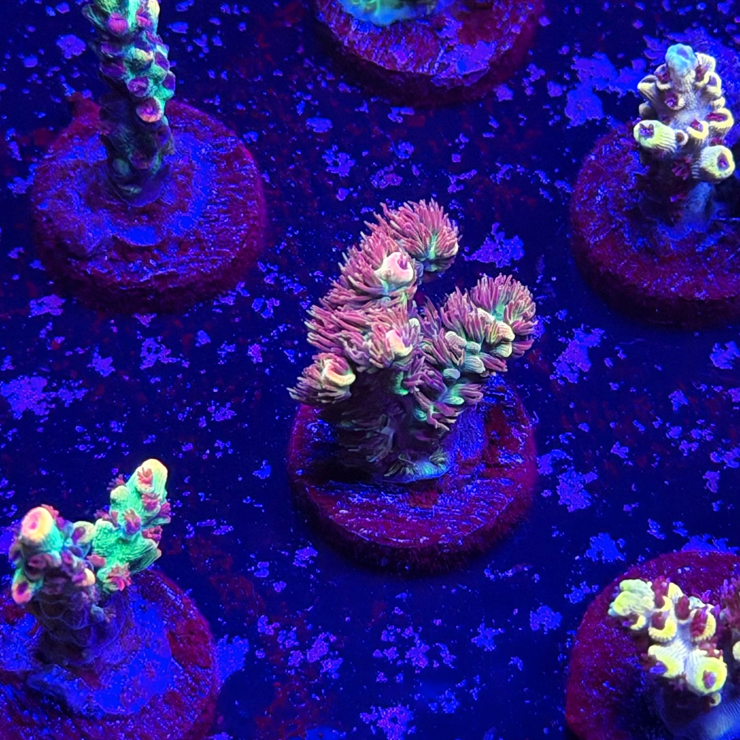 Carolina Reaper Acropora