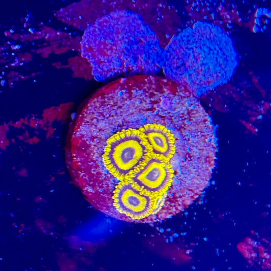 LA Zoanthids