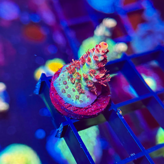 Princess Peach Acropora